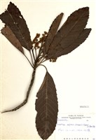 藏品(山枇杷(臺灣枇杷))的圖片